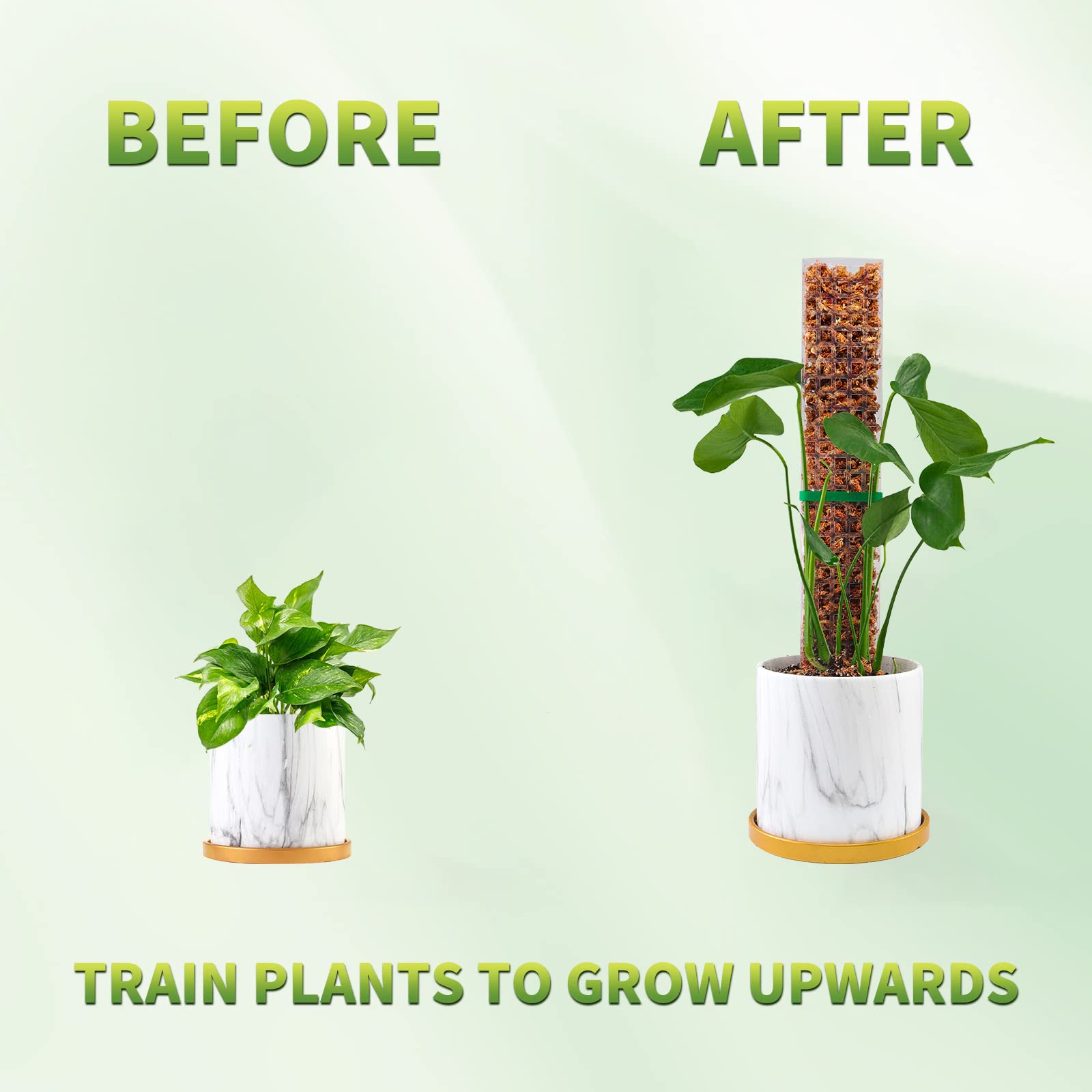 苔ポール植物植物サポートプラスチック透明再利用可能な屋内鉢植 - Echeveria Succulent のレビューと価格
