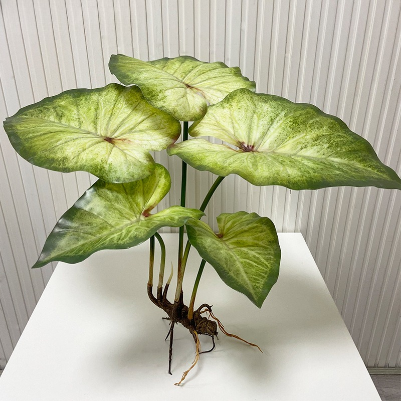 リアルな大きな蓮の葉と根付きの植物、人工緑植物、景観庭園装飾 - Dracaena Marginata のレビューと価格