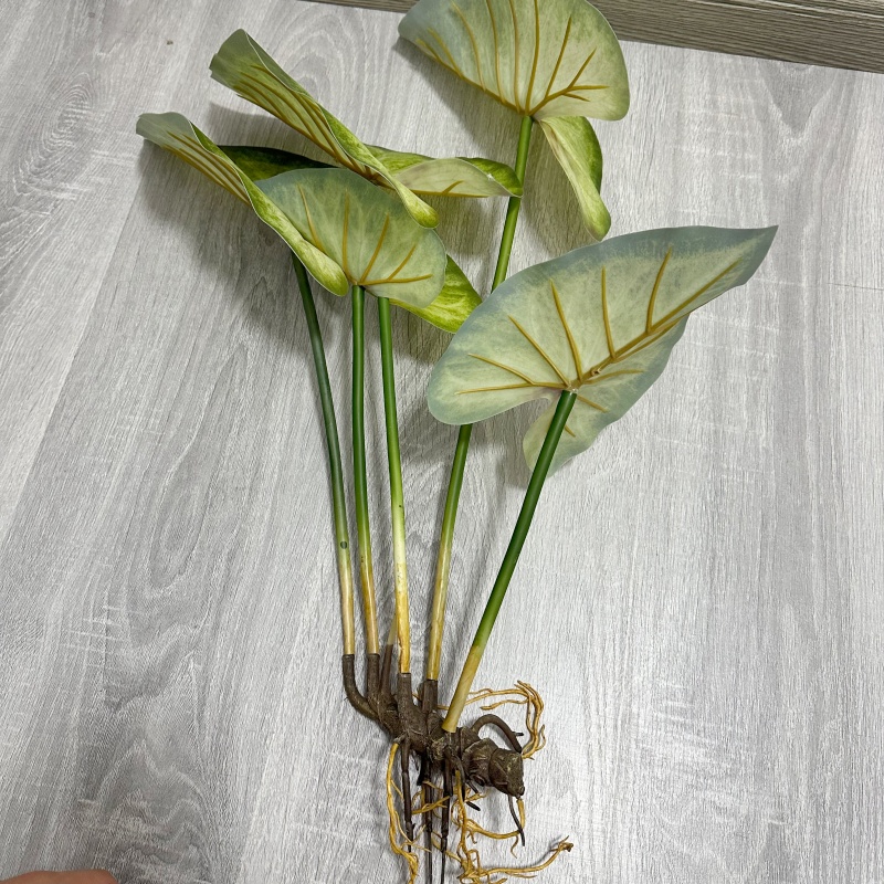 リアルな大きな蓮の葉と根付きの植物、人工緑植物、景観庭園装飾 - Dracaena Marginata のレビューと価格