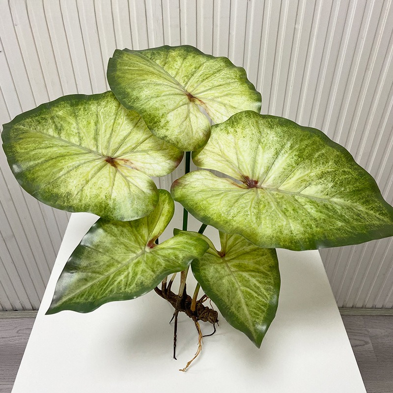 リアルな大きな蓮の葉と根付きの植物、人工緑植物、景観庭園装飾 - Dracaena Marginata のレビューと価格
